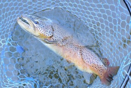 表層で大型ボッコボコ ～岡崎トラウトポンド～